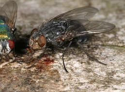 صورة Calliphora vicina Robineau-Desvoidy 1830