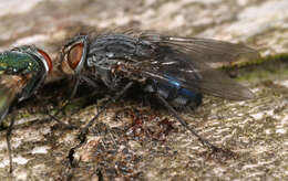 صورة Calliphora vicina Robineau-Desvoidy 1830