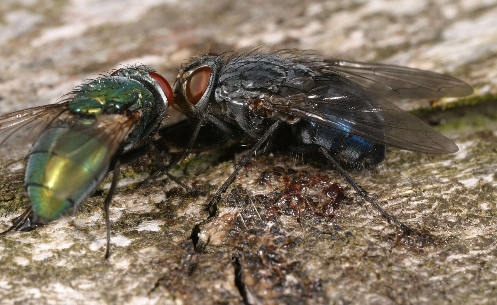 صورة Calliphora vicina Robineau-Desvoidy 1830