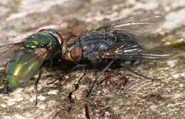 صورة Calliphora vicina Robineau-Desvoidy 1830