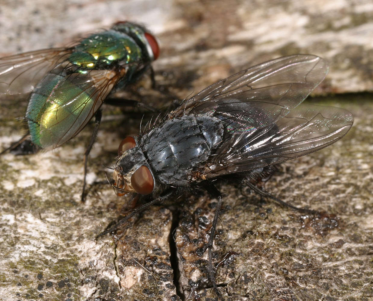 صورة Calliphora vicina Robineau-Desvoidy 1830