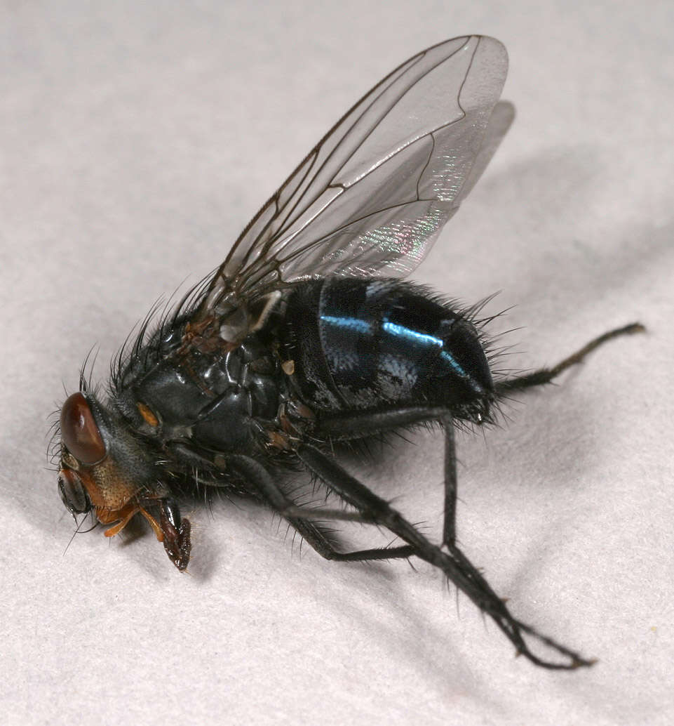 صورة Calliphora vicina Robineau-Desvoidy 1830