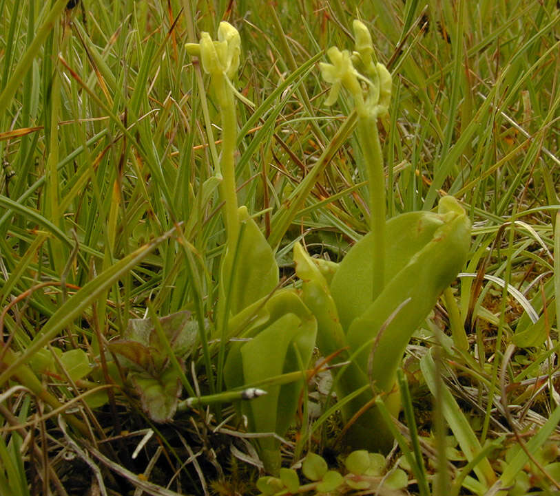 Image of bog twayblade