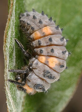 Image of lady beetles