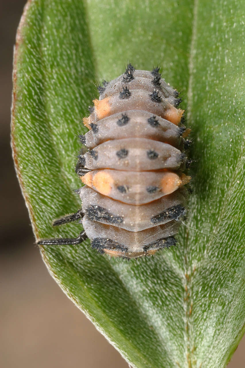 Image of lady beetles