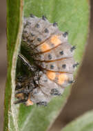 Image of lady beetles