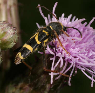 Image of Wasp beetle