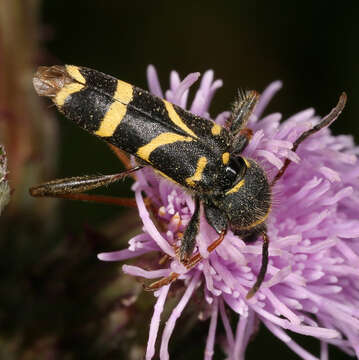 Image of Wasp beetle