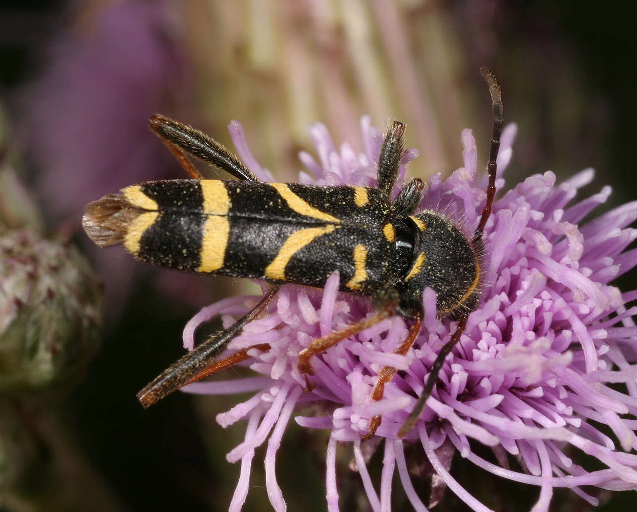 Image of Wasp beetle