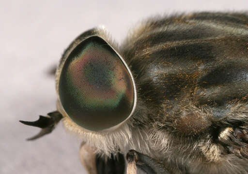 Image of Tabanus autumnalis Linnaeus 1761