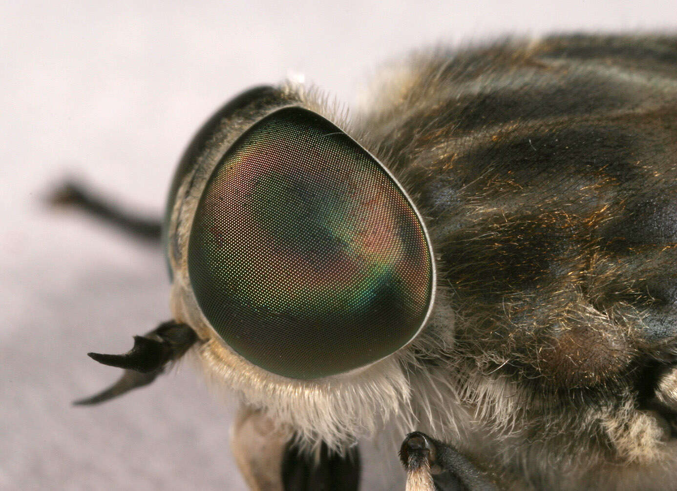 Image of Tabanus autumnalis Linnaeus 1761