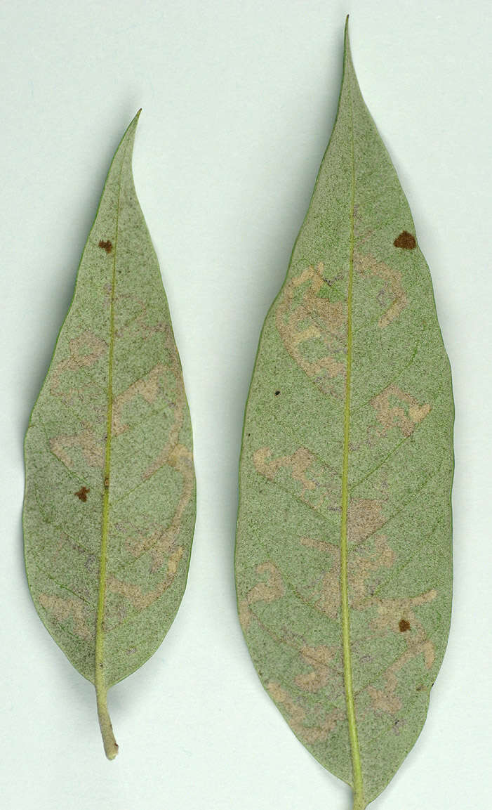 Image of Ectoedemia heringella (Mariani 1939) van Nieukerken 1985