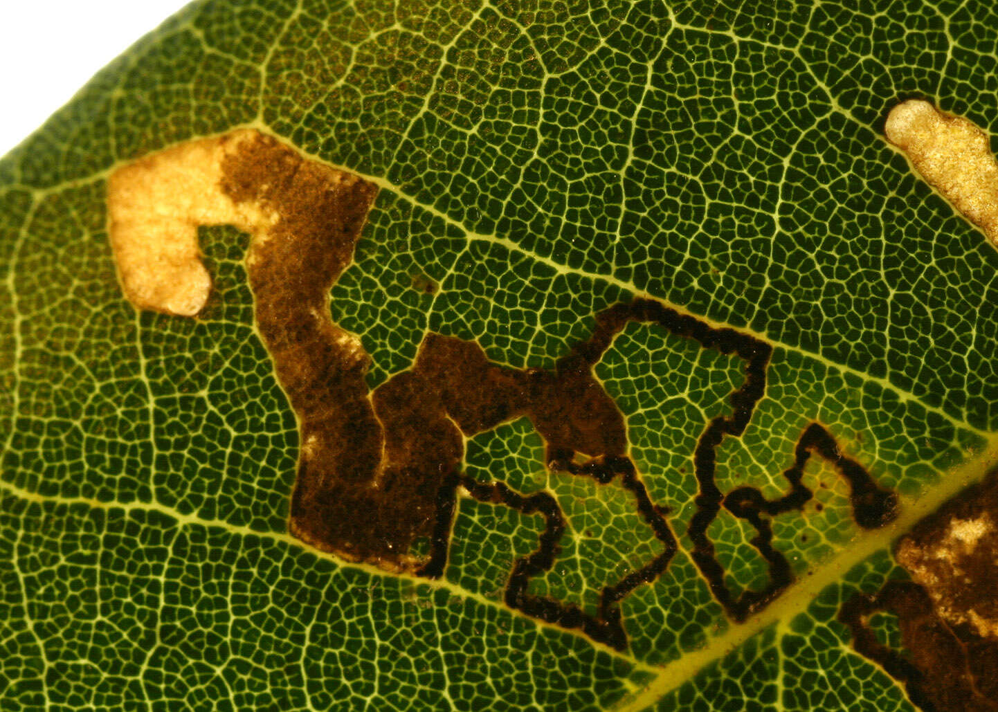 Image of Ectoedemia heringella (Mariani 1939) van Nieukerken 1985