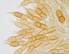 Image of Puccinia longicornis Pat. & Har. 1891