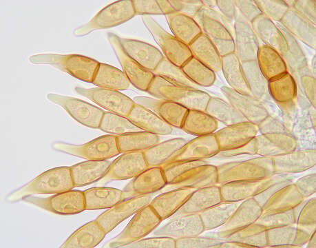 Imagem de Puccinia longicornis Pat. & Har. 1891