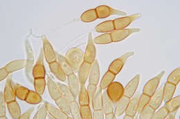 Image of Puccinia longicornis Pat. & Har. 1891