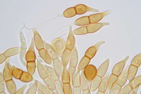 Image of Puccinia longicornis Pat. & Har. 1891