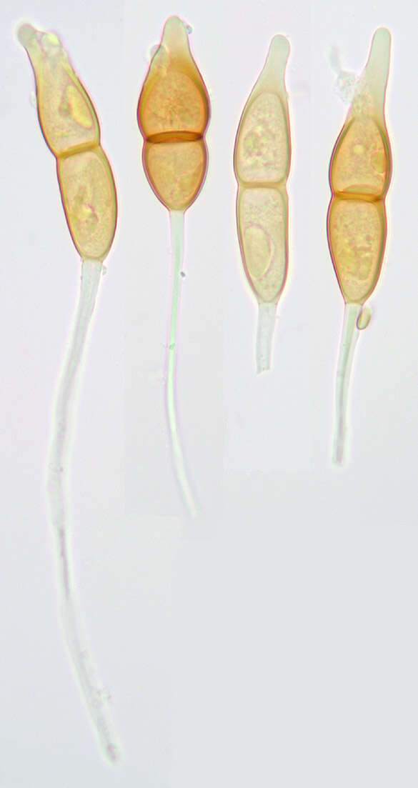 Image of Puccinia longicornis Pat. & Har. 1891