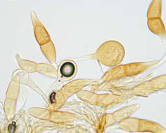 Image of Puccinia longicornis Pat. & Har. 1891