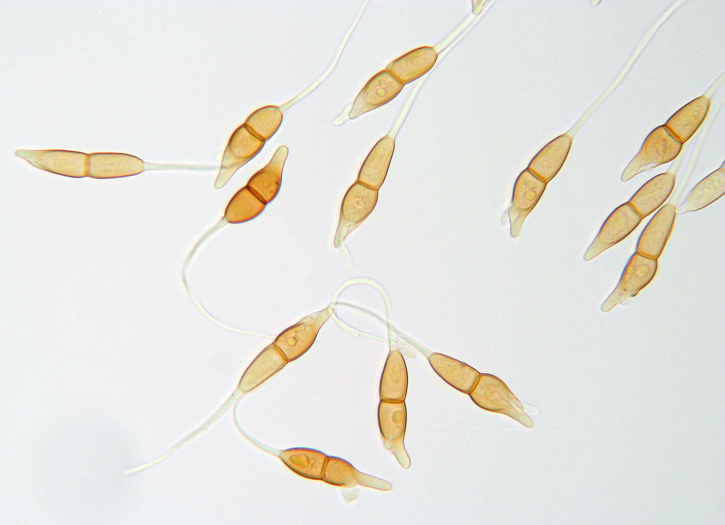 Imagem de Puccinia longicornis Pat. & Har. 1891