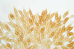 Image of Puccinia longicornis Pat. & Har. 1891