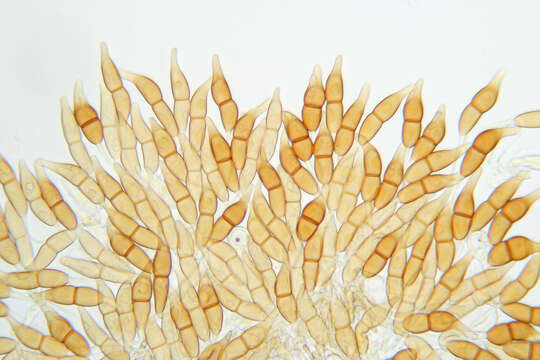 Image of Puccinia longicornis Pat. & Har. 1891