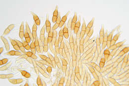 Image of Puccinia longicornis Pat. & Har. 1891