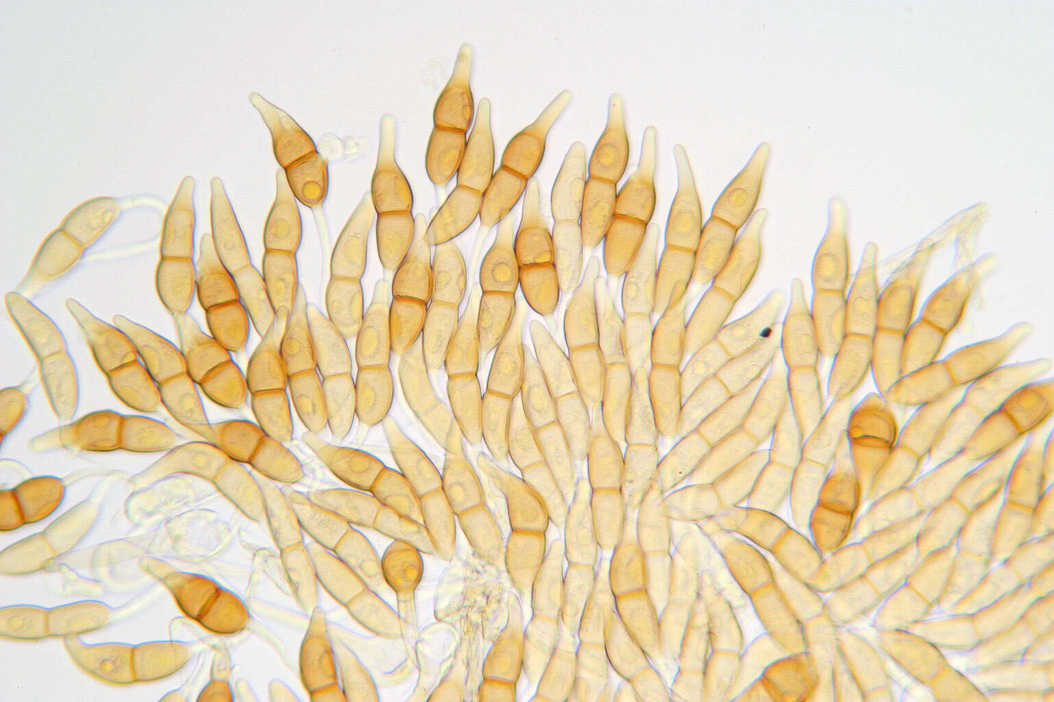 Imagem de Puccinia longicornis Pat. & Har. 1891