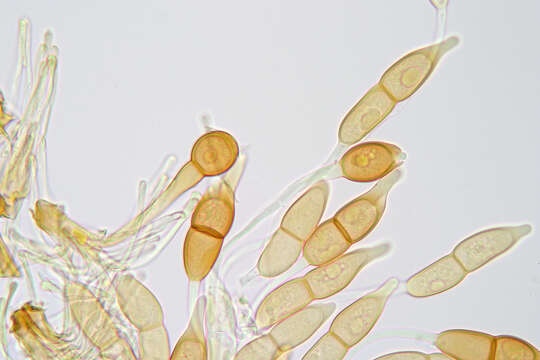 Image of Puccinia longicornis Pat. & Har. 1891