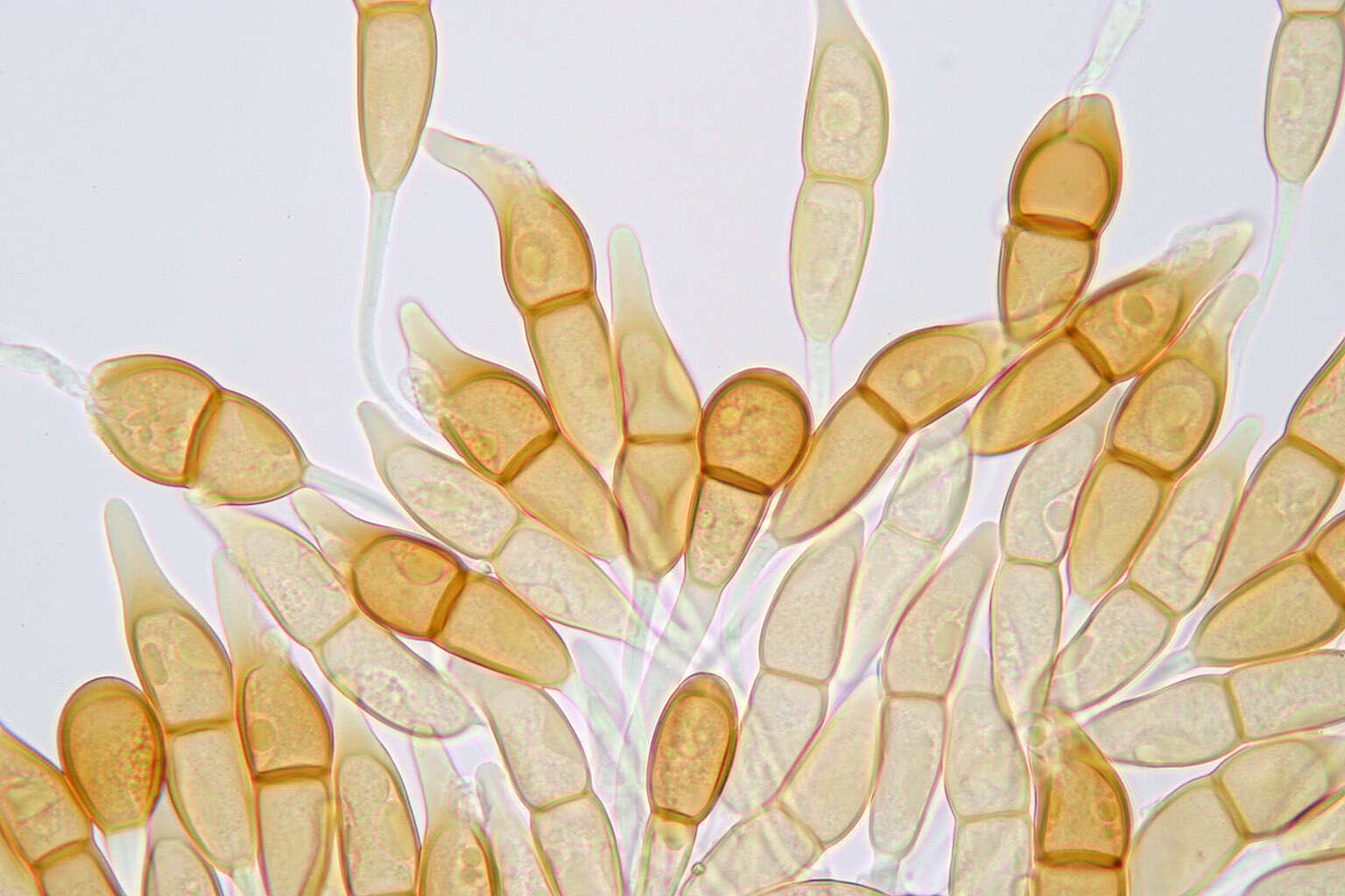 Image of Puccinia longicornis Pat. & Har. 1891