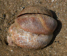 Crepidula fornicata (Linnaeus 1758) resmi