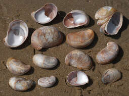 Image of Common slipper shell