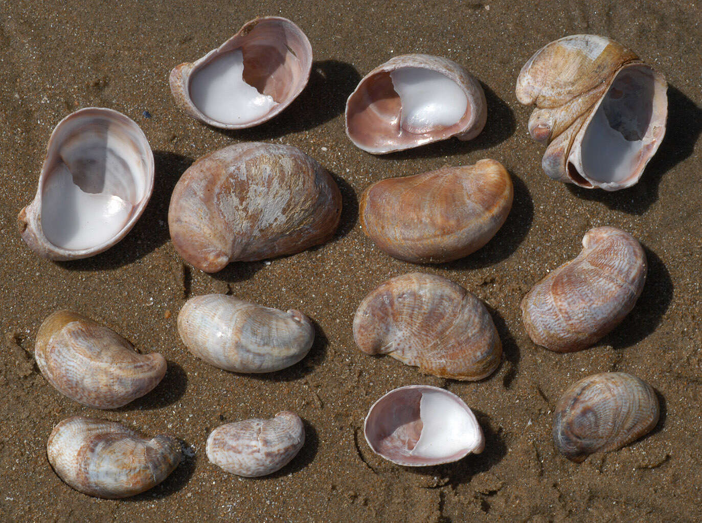 Crepidula fornicata (Linnaeus 1758) resmi