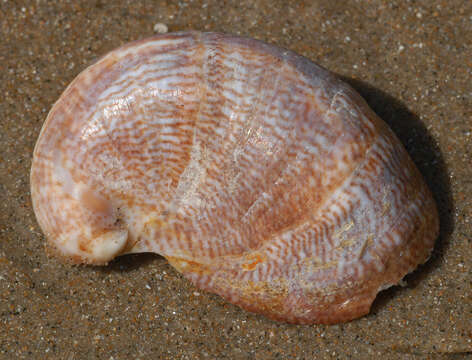 Image of Common slipper shell