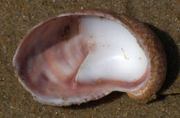 Image of Common slipper shell