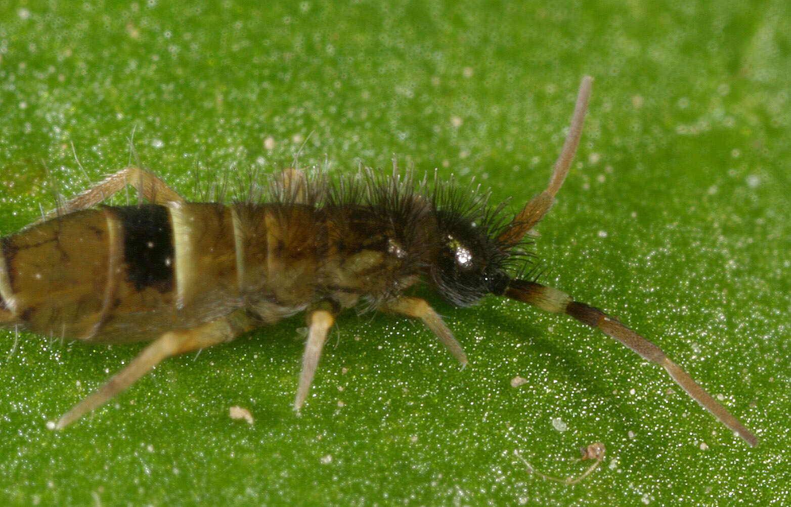 Image of hairy-back girdled springtail