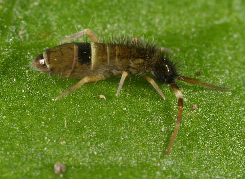 Image of hairy-back girdled springtail