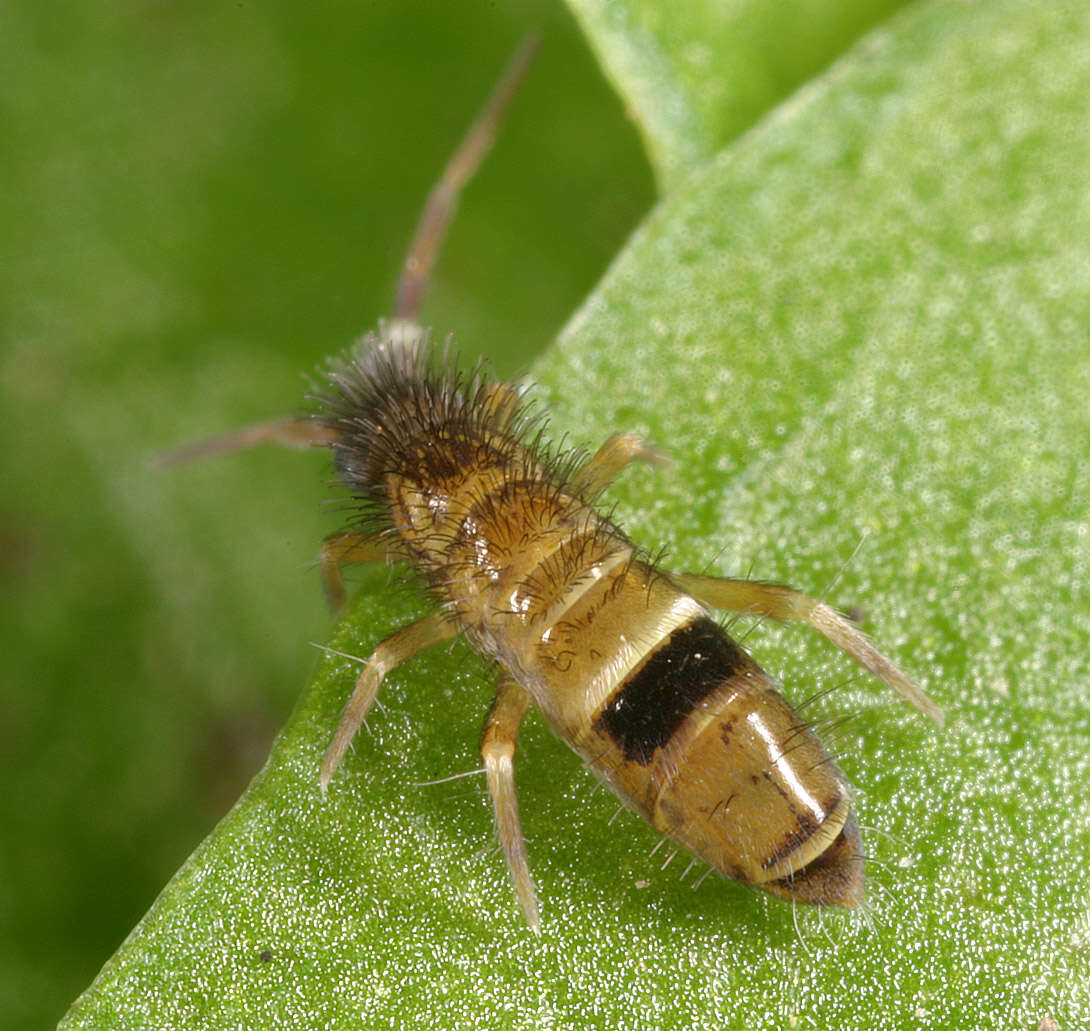 Image of hairy-back girdled springtail