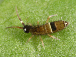 Image de Orchesella cincta (Linnæus & C 1758)