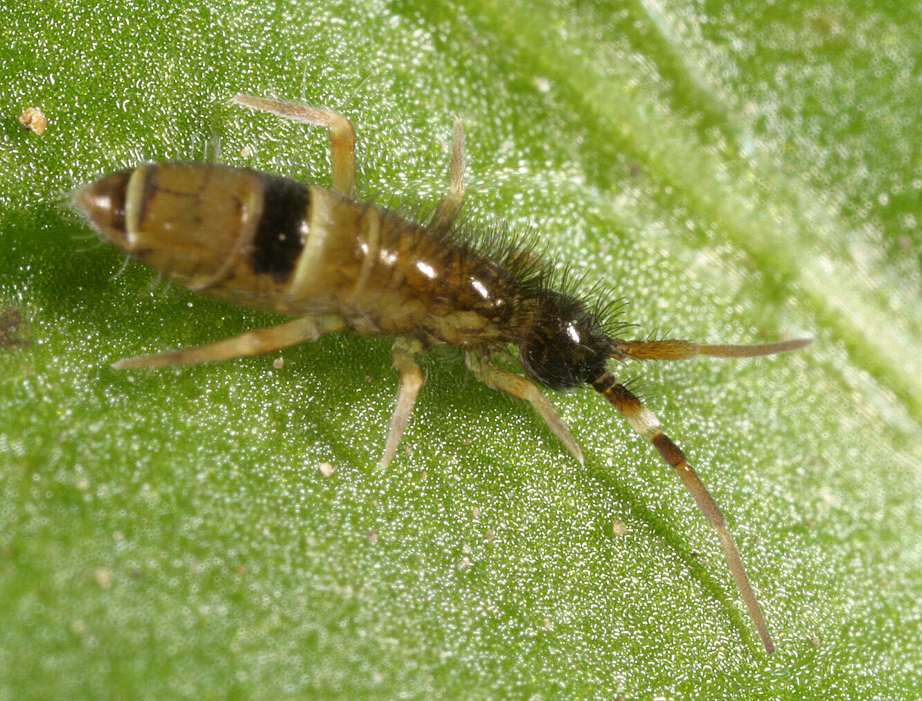 Image of hairy-back girdled springtail