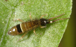 Image of hairy-back girdled springtail