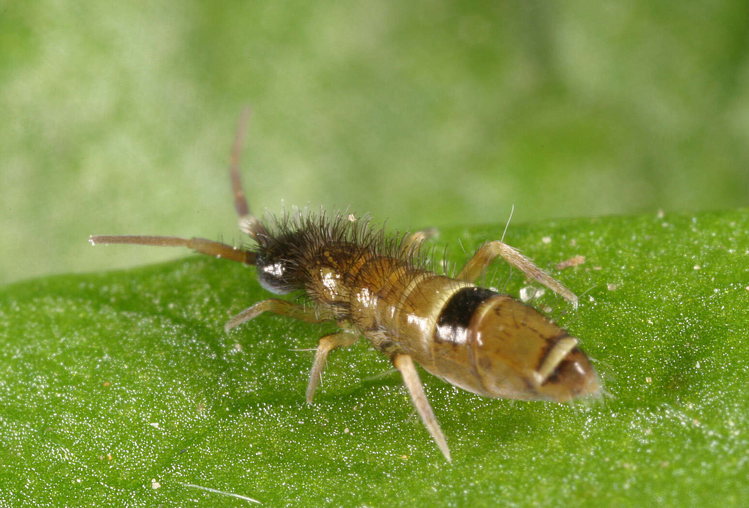 Image of hairy-back girdled springtail