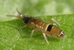 Image of hairy-back girdled springtail