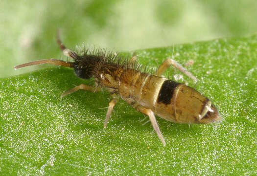 Image of hairy-back girdled springtail