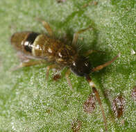 Image of hairy-back girdled springtail