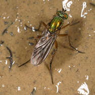 Image of Poecilobothrus nobilitatus (Linnaeus 1767)