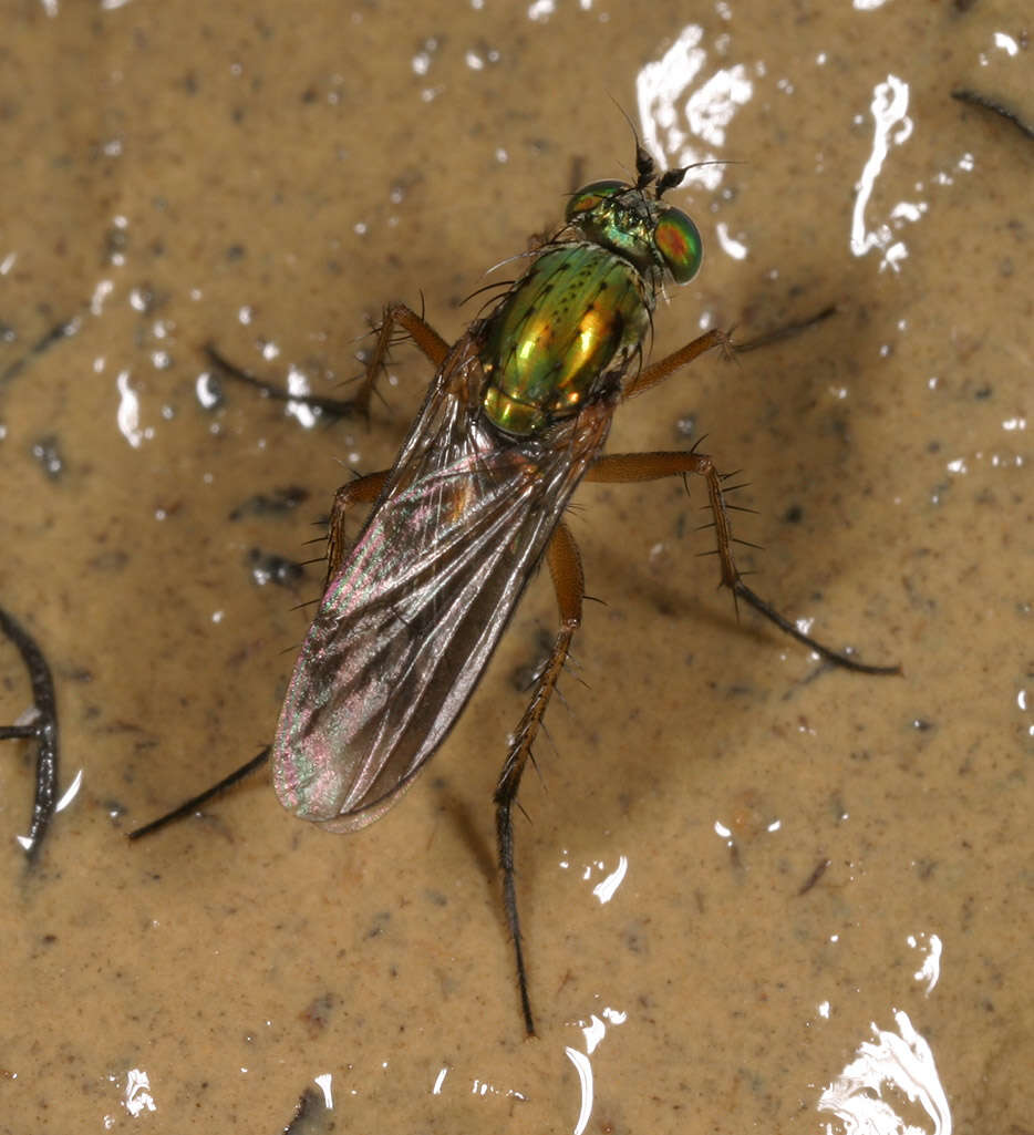 Image of Poecilobothrus nobilitatus (Linnaeus 1767)