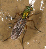 Image of Poecilobothrus nobilitatus (Linnaeus 1767)