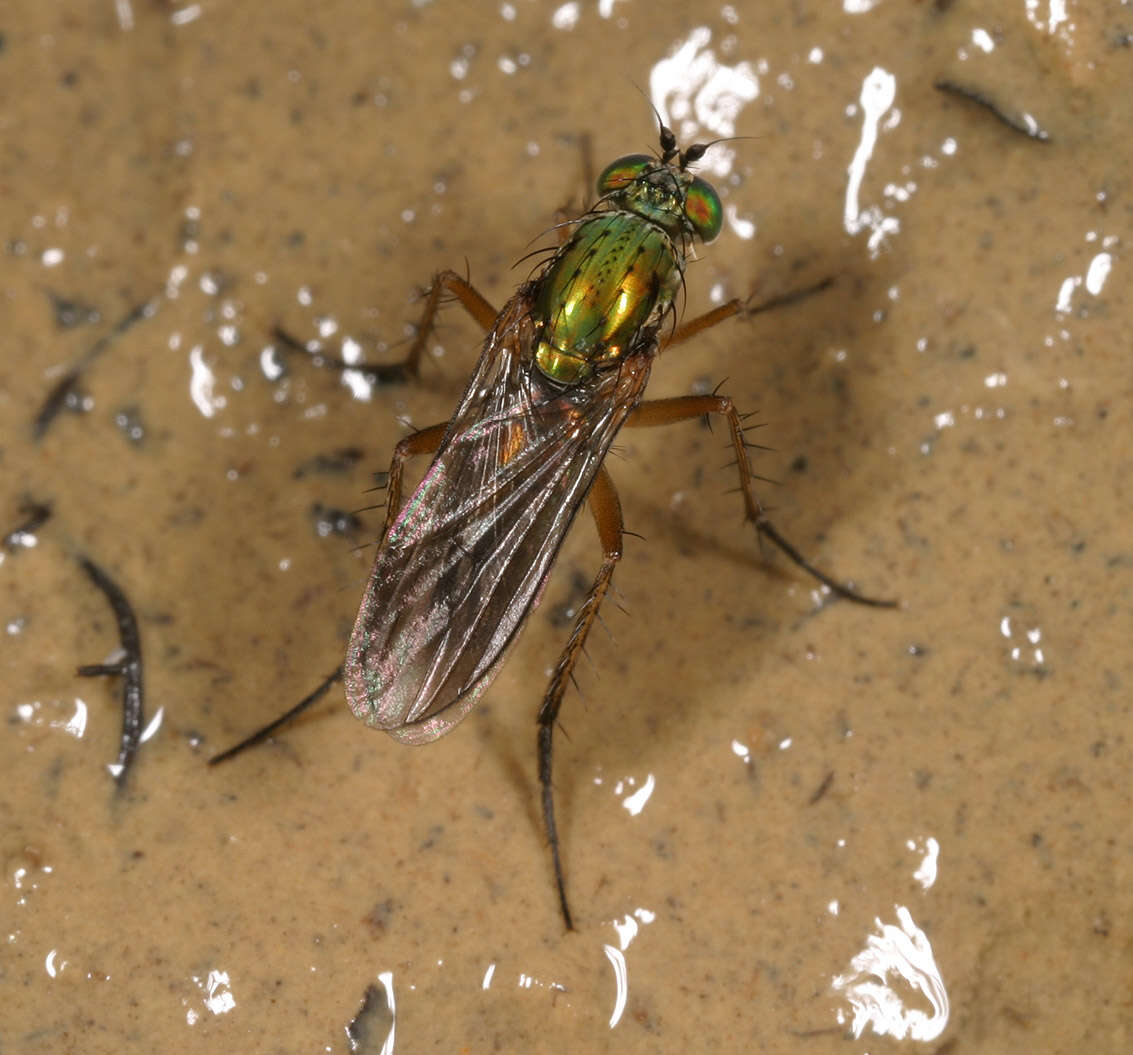 Image of Poecilobothrus nobilitatus (Linnaeus 1767)