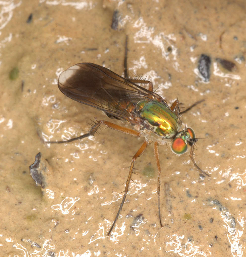 Image of Poecilobothrus nobilitatus (Linnaeus 1767)